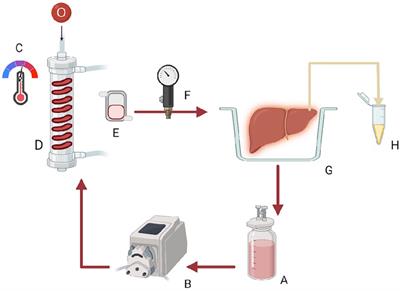 Gradual rewarming with a hemoglobin-based oxygen carrier improves viability of donation after circulatory death in rat livers